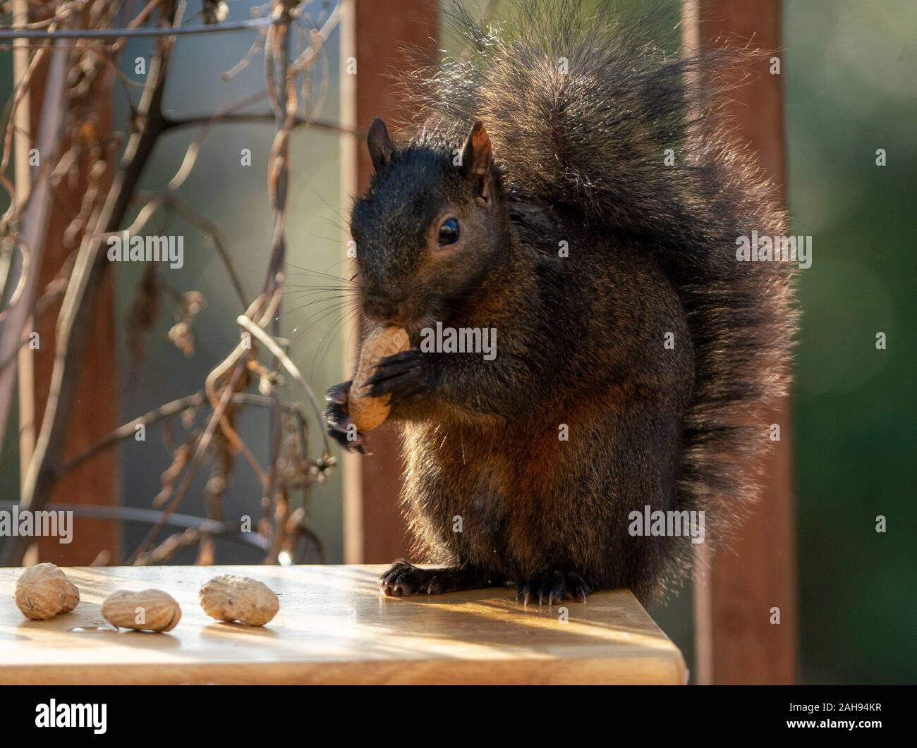 Arachidi in mano Foto Stock