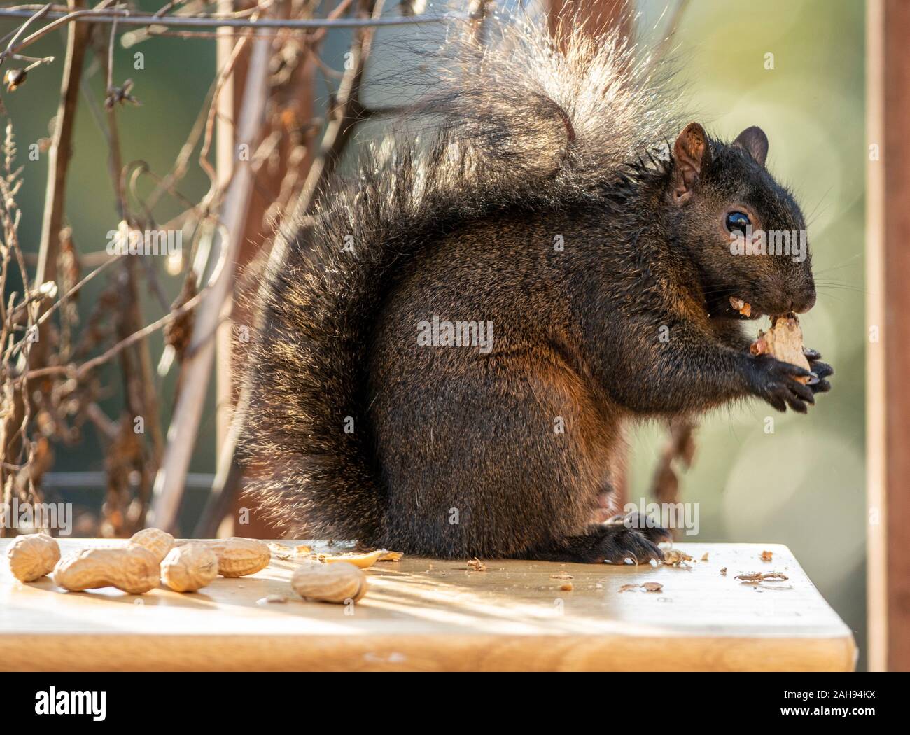 Cibo in mano Foto Stock