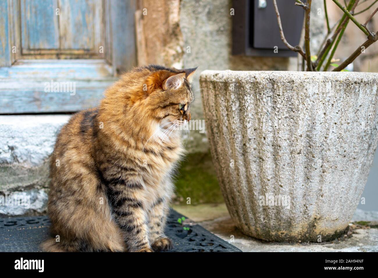 Una bella capelli lunghi tabby cat con orologi al di fuori di un weathered blue door nel borgo medievale di Gourdon, Francia. Foto Stock