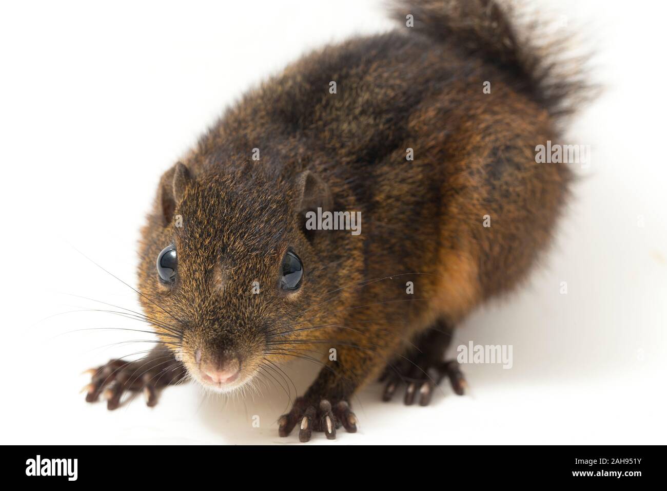 Le tre strisce di terra (scoiattolo Lariscus insignis) è una specie di roditore nella famiglia Sciuridae. isolato su sfondo bianco Foto Stock