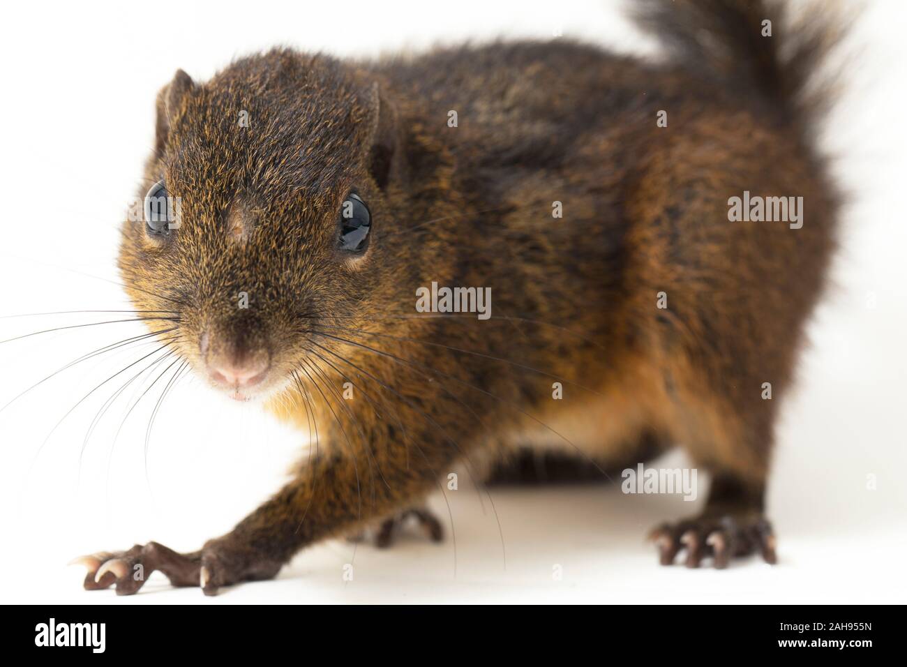 Le tre strisce di terra (scoiattolo Lariscus insignis) è una specie di roditore nella famiglia Sciuridae. isolato su sfondo bianco Foto Stock