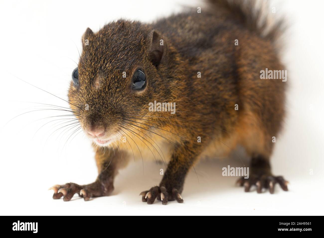 Le tre strisce di terra (scoiattolo Lariscus insignis) è una specie di roditore nella famiglia Sciuridae. isolato su sfondo bianco Foto Stock