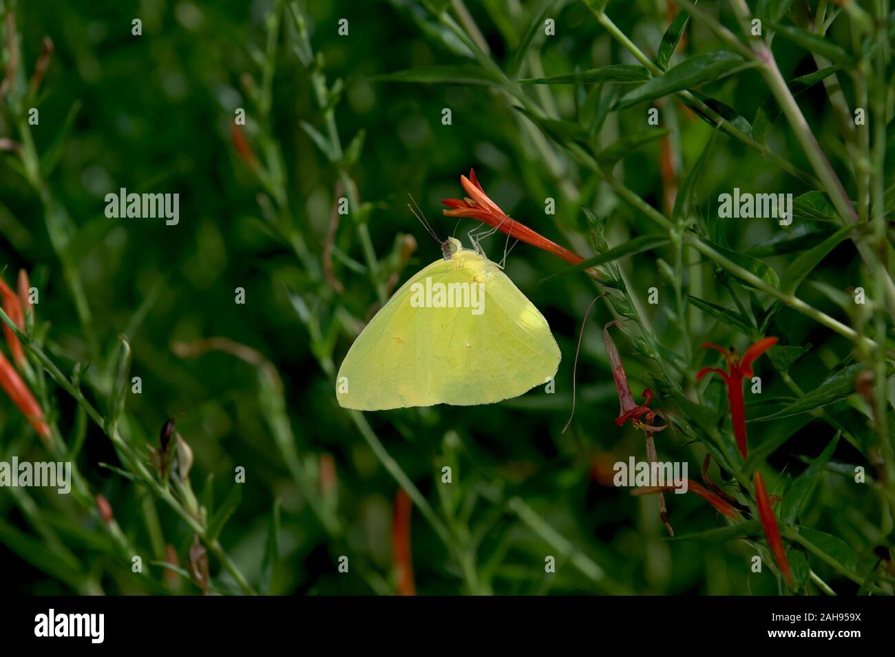 Arizona arancione farfalla di zolfo su alimentazione Chuparosa fiori. Foto Stock