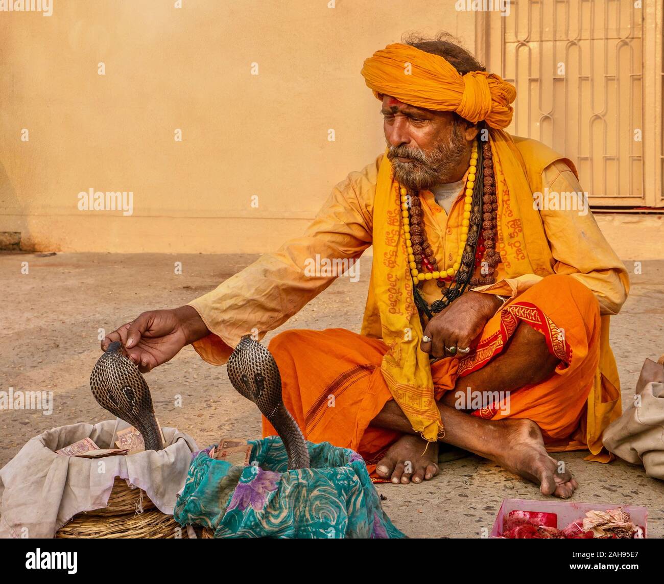 Varanasi, India - 12 novembre 2015. Un indiano serpente incantatore si appoggia al di sopra e a contatto con la faccia di un re cobra serpente che ha ipnotizzato. Foto Stock