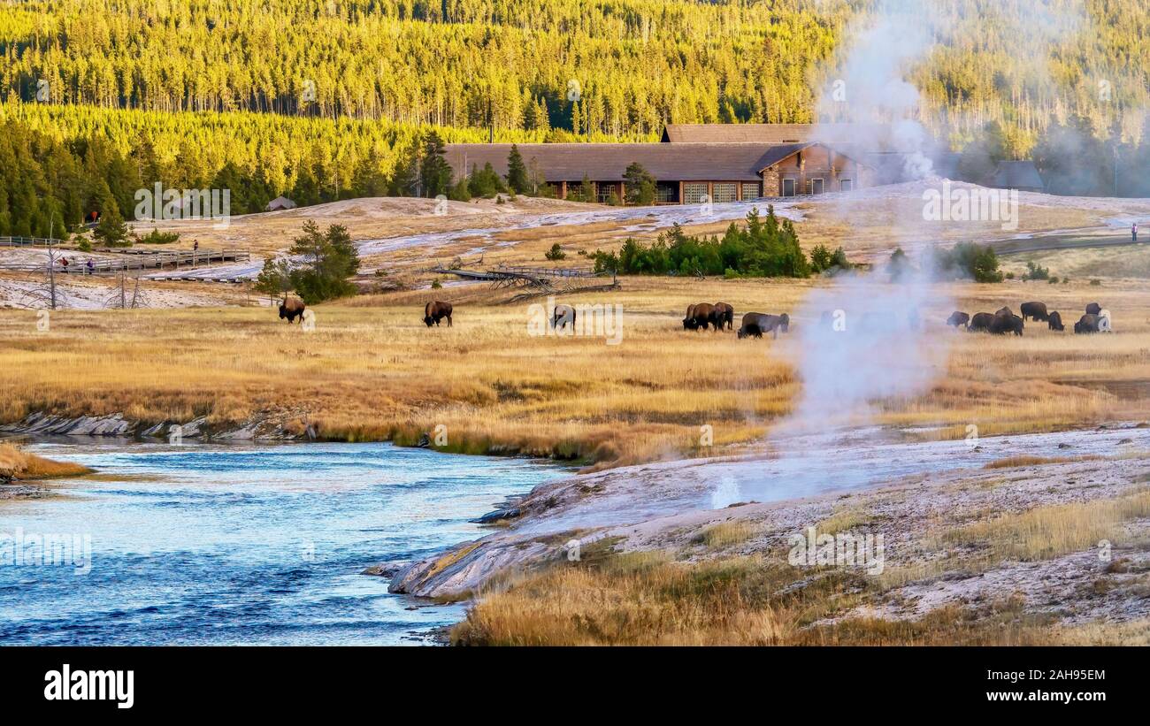 La Upper Geyser Basin presso il Parco Nazionale di Yellowstone, con mandrie di bisonti vicino al Old Faithful Inn, hotsprings per la cottura a vapore e passerella pedonale. Foto Stock