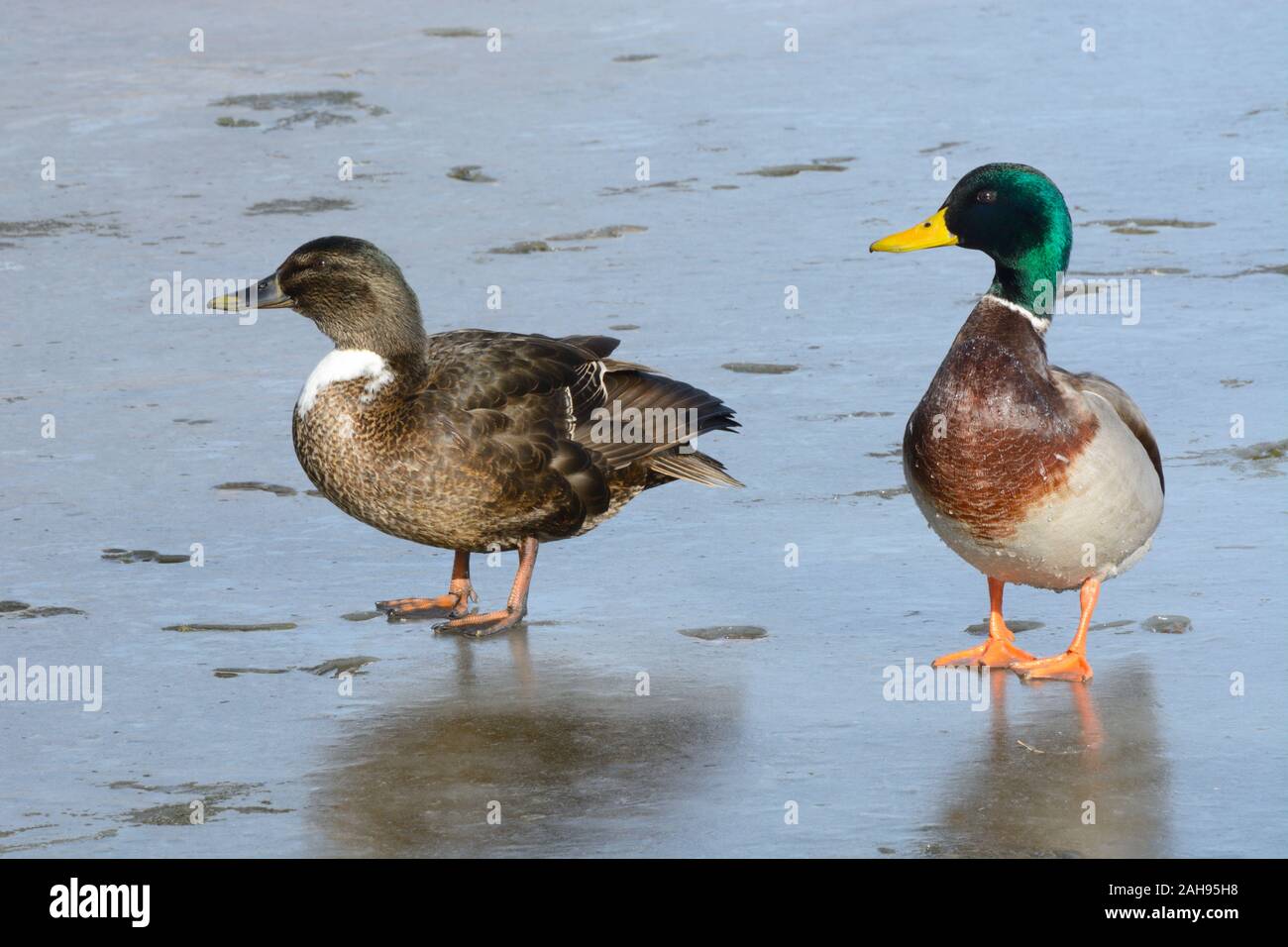 Mallard duck drake e giovani di razza mista e domestici anatra selvatica drake in piedi a fianco a fianco sul ghiaccio di congelati Lago inverno Foto Stock