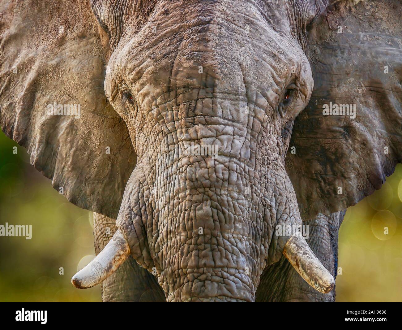 Un close-up ritratto di un grande elefante africano (Loxodonta africana) guarda direttamente la telecamera come essa si avvicina, creando delle sfocature. Foto Stock