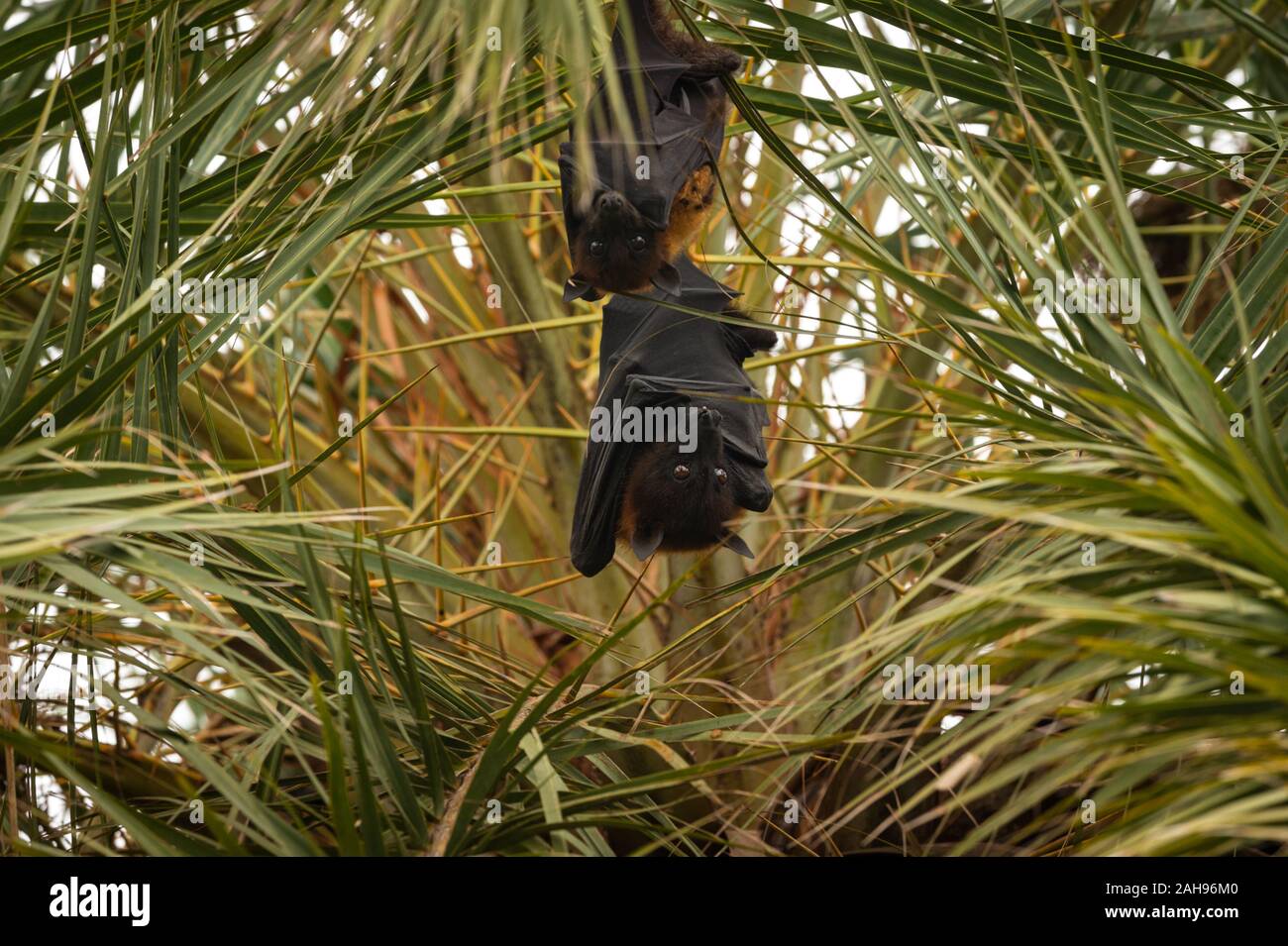 Indian flying fox o maggiore frutto indiano bat appesi da albero con gli occhi aperti al parco nazionale di Keoladeo o Bird Sanctuary, bharatpur Foto Stock