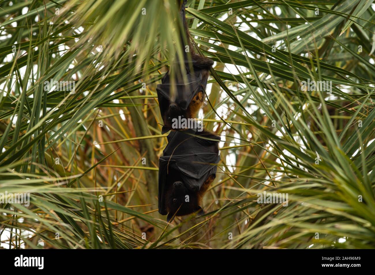 Indian flying fox o maggiore frutto indiano bat appesi da albero con gli occhi aperti al parco nazionale di Keoladeo o Bird Sanctuary, bharatpur Foto Stock