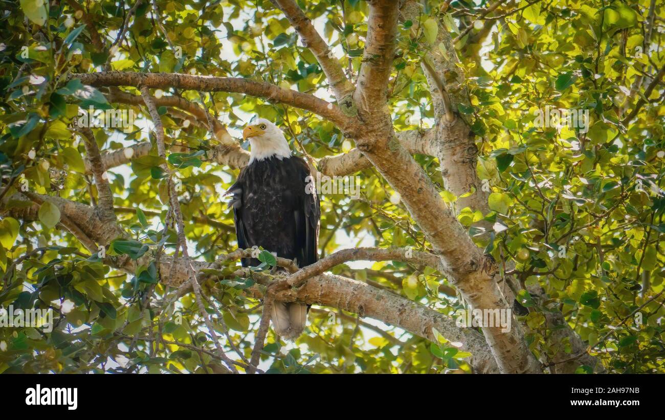 Basso angolo di visione di un American aquila calva (Haliaeetus leucocephalus) appollaiate su un ramo di albero, circondato da fogliame, vicino a Vancouver, Canada. Foto Stock