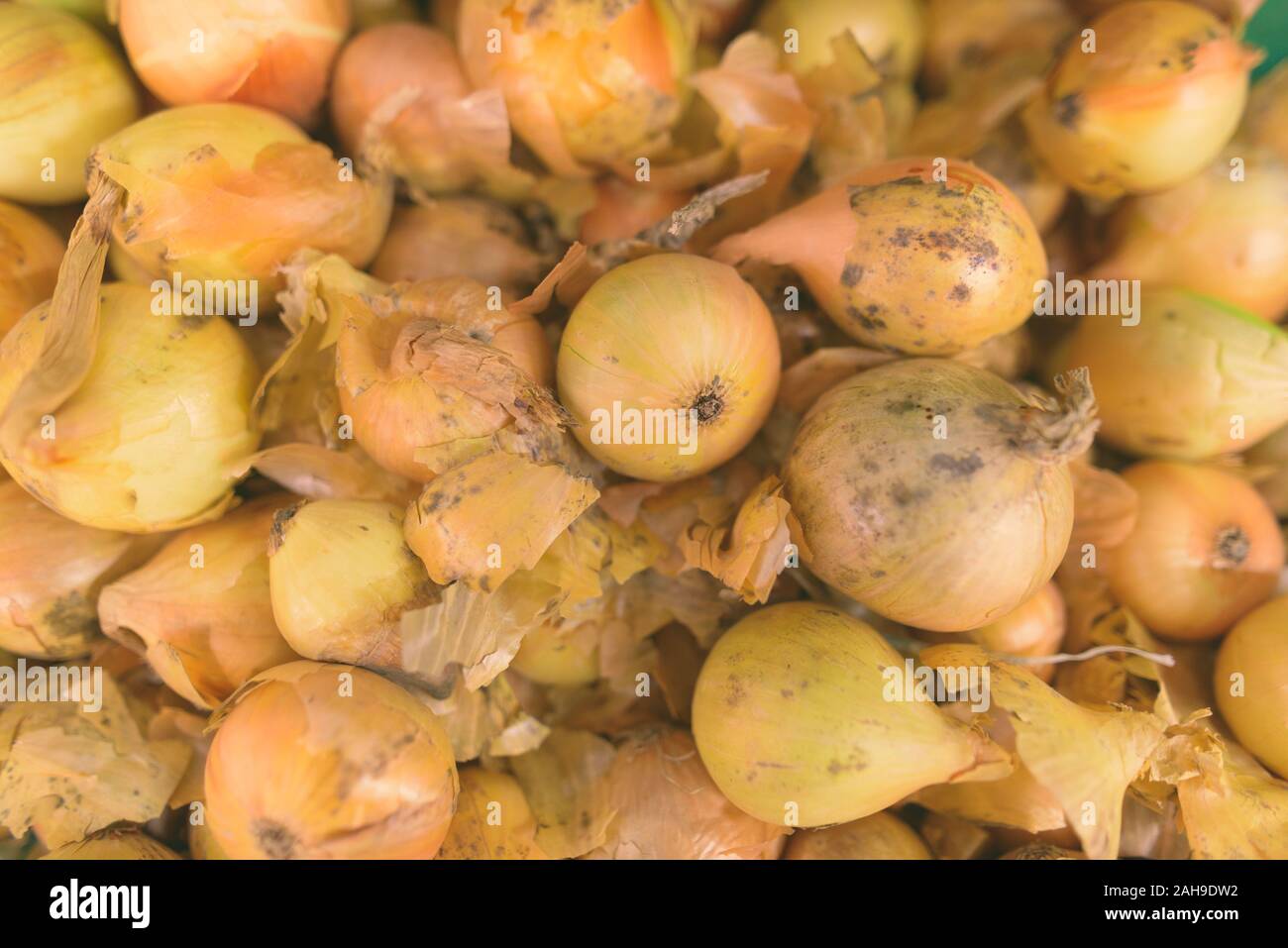Full Frame Shot di cipolle in vista superiore Foto Stock