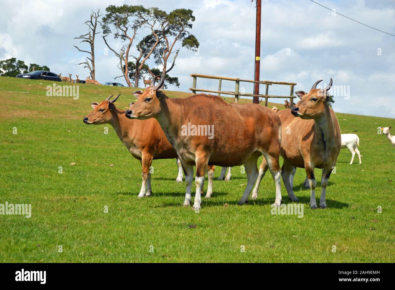 Cornuto bestiame al West Midland Safari Park, Bewdley, Worcestershire, England, Regno Unito Foto Stock