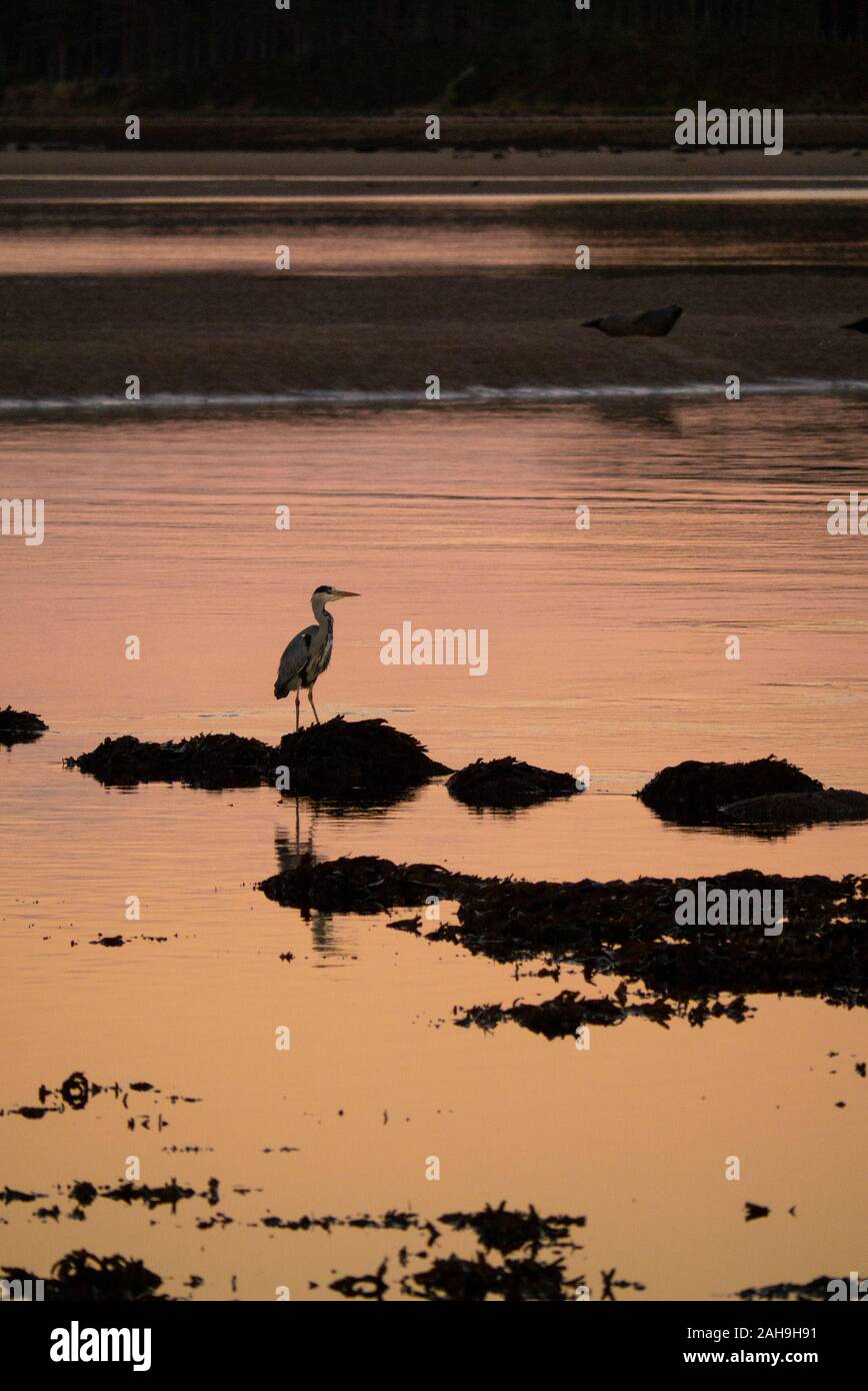 Airone cinerino (Ardea cinerea ) Loch Fleet Sutherland Scotland Regno Unito Foto Stock