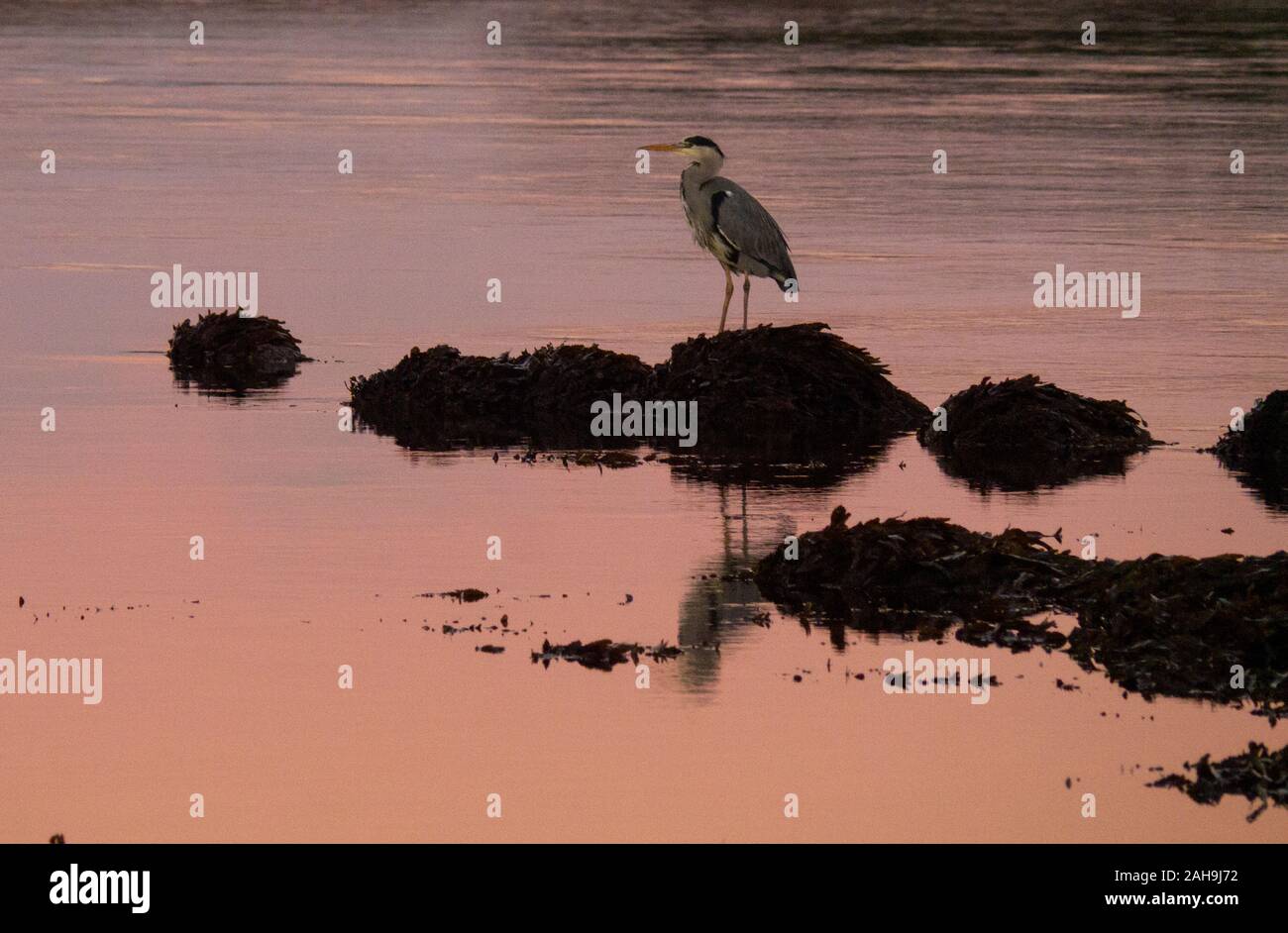 Airone cinerino (Ardea cinerea ) Loch Fleet Sutherland Scotland Regno Unito Foto Stock