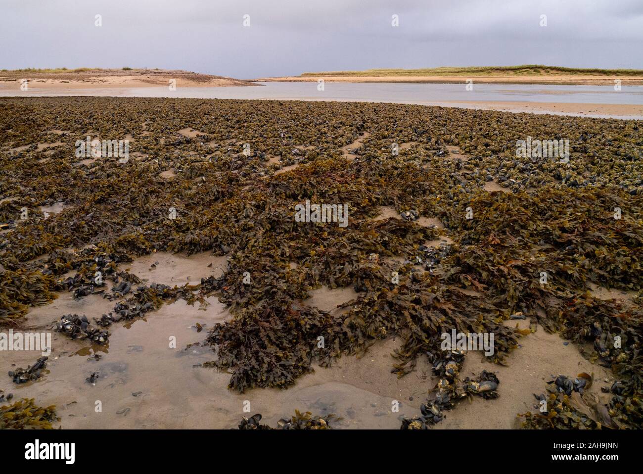 Paesaggio di mitili letti a Loch Fleet Sutherland Scotland Regno Unito Foto Stock