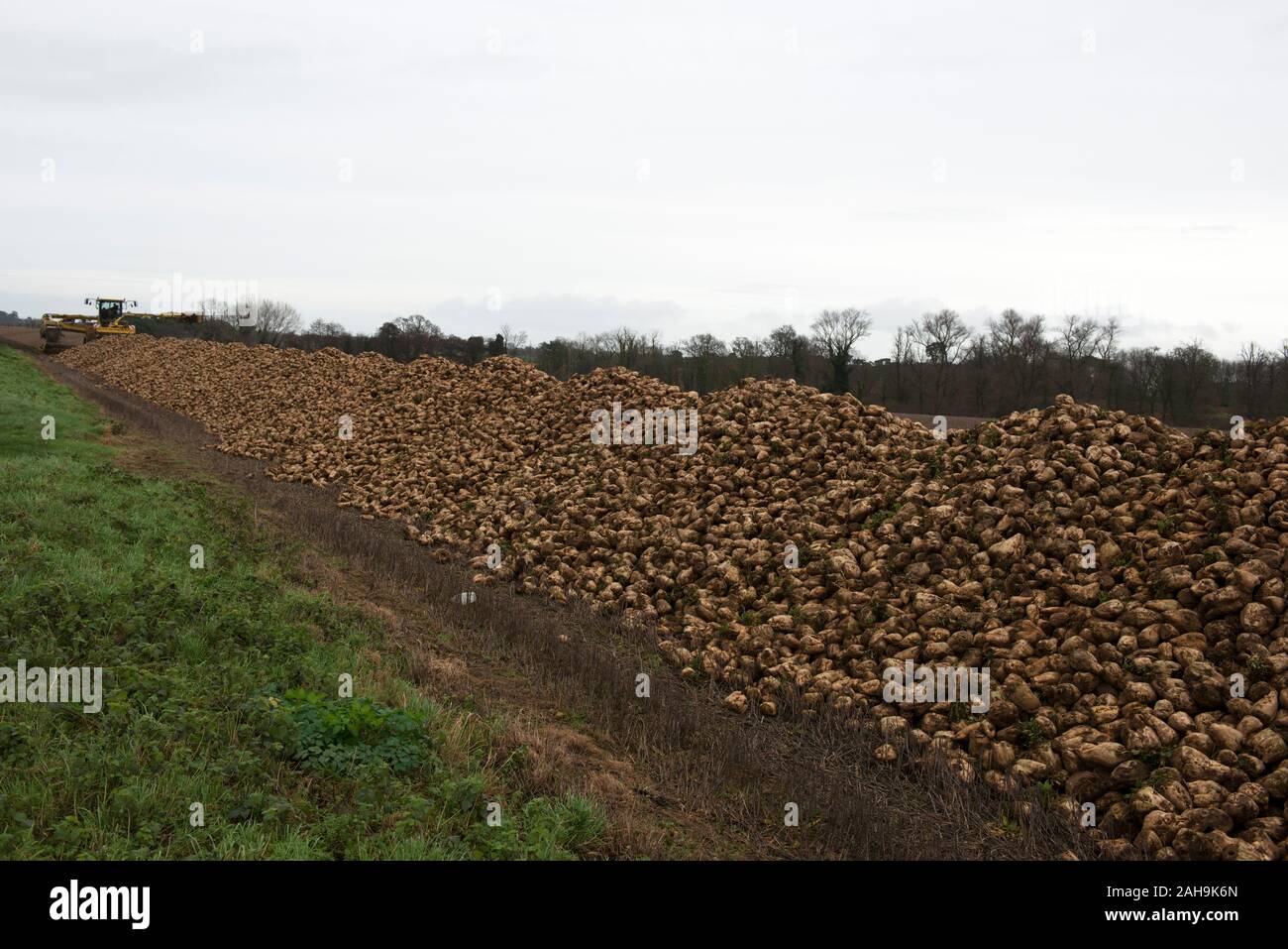 La barbabietola da zucchero in attesa di elaborazione, Shottisham, Suffolk, Inghilterra. Foto Stock