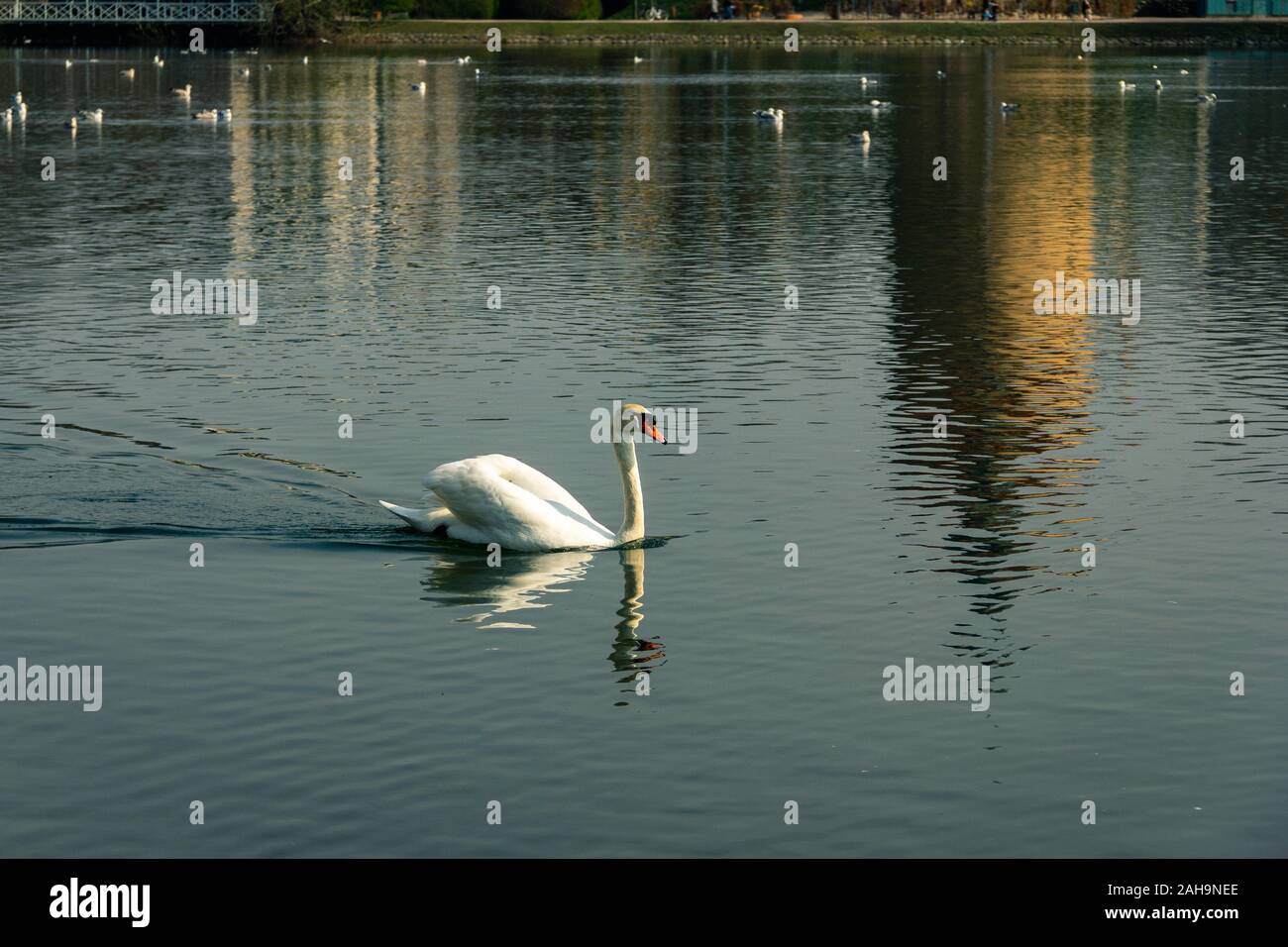 Un cigno è il nuoto nel lago nel parco Pildammsparken a Malmö, in Svezia, in una fredda giornata di primavera Foto Stock