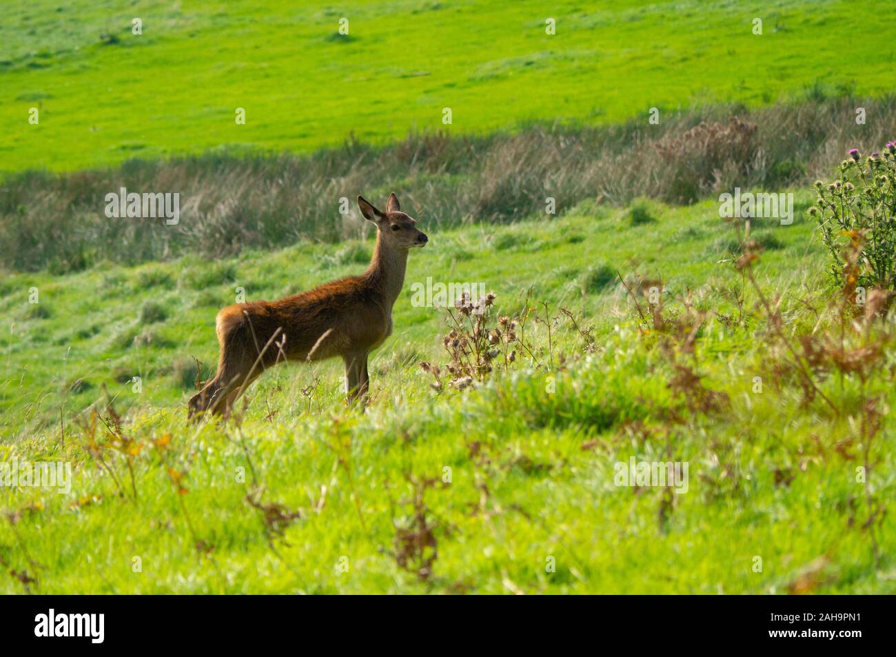 Red Deer hind ( Cervus elaphus ) nelle Highlands scozzesi di Sutherland Scotland Regno Unito Foto Stock