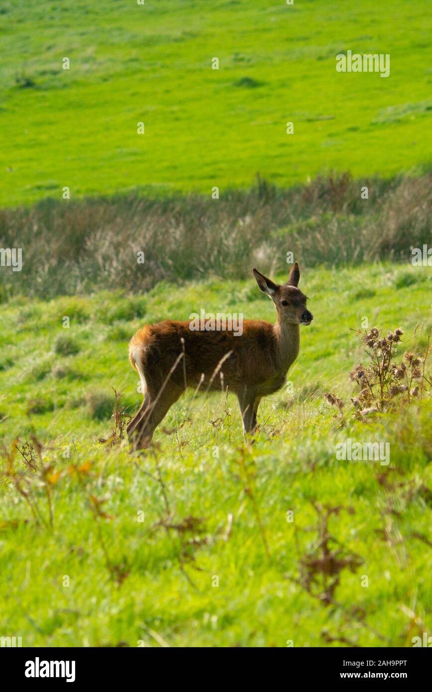Red Deer hind ( Cervus elaphus ) nelle Highlands scozzesi di Sutherland Scotland Regno Unito Foto Stock