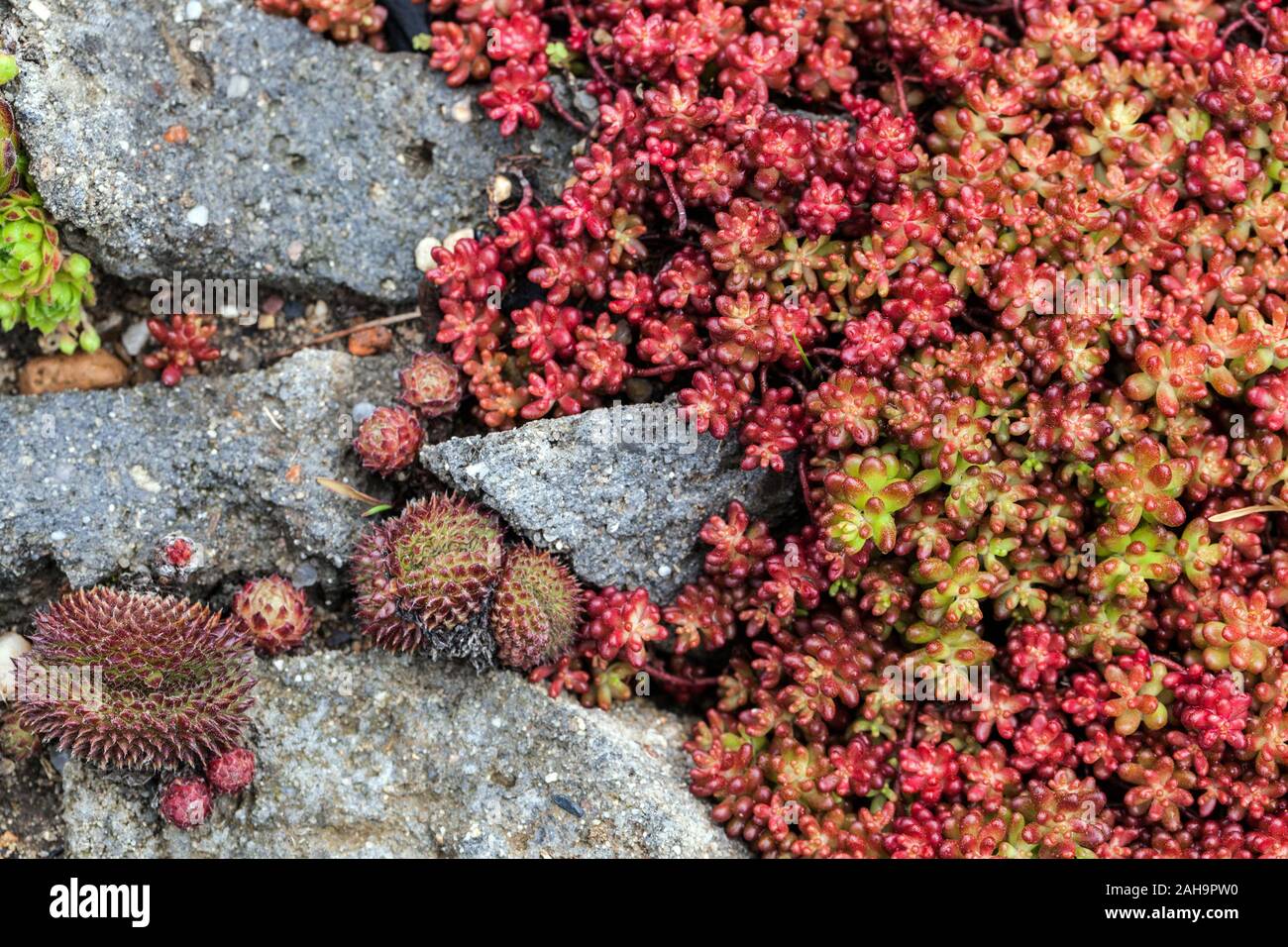Stonecrop Sedum album "Murala Rubrum" la pianta alpina copre piante alpine pietra rocciosa Foto Stock