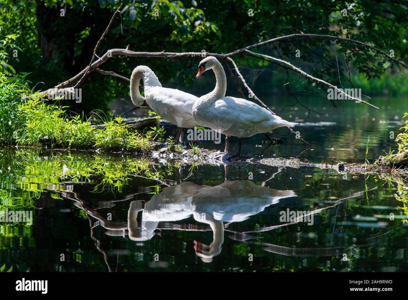 Due cigni (Cygnus olor) sul fiume Sprea tra Fürstenwalde, Hangelsberg e Erkner, Brandeburgo, Germania Foto Stock