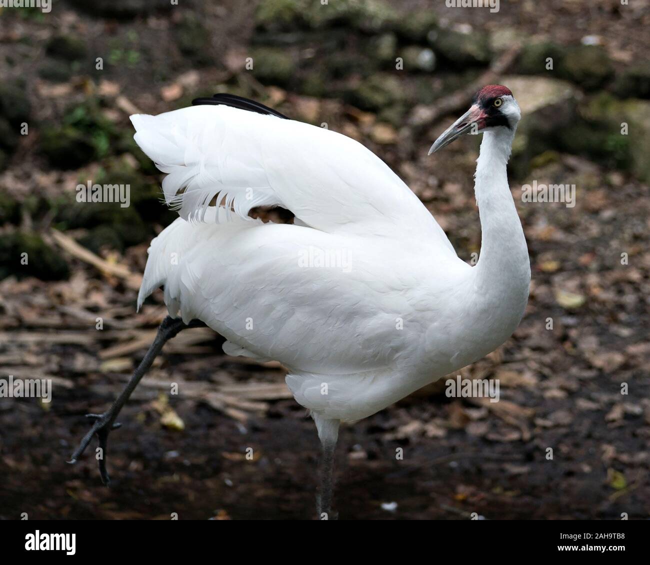 Gru convulsa bird close-up vista di profilo alto e permanente con un sfondo bokeh visualizzazione di piume bianche piumaggio, becco rosso testa coronata, occhio, gambe Foto Stock