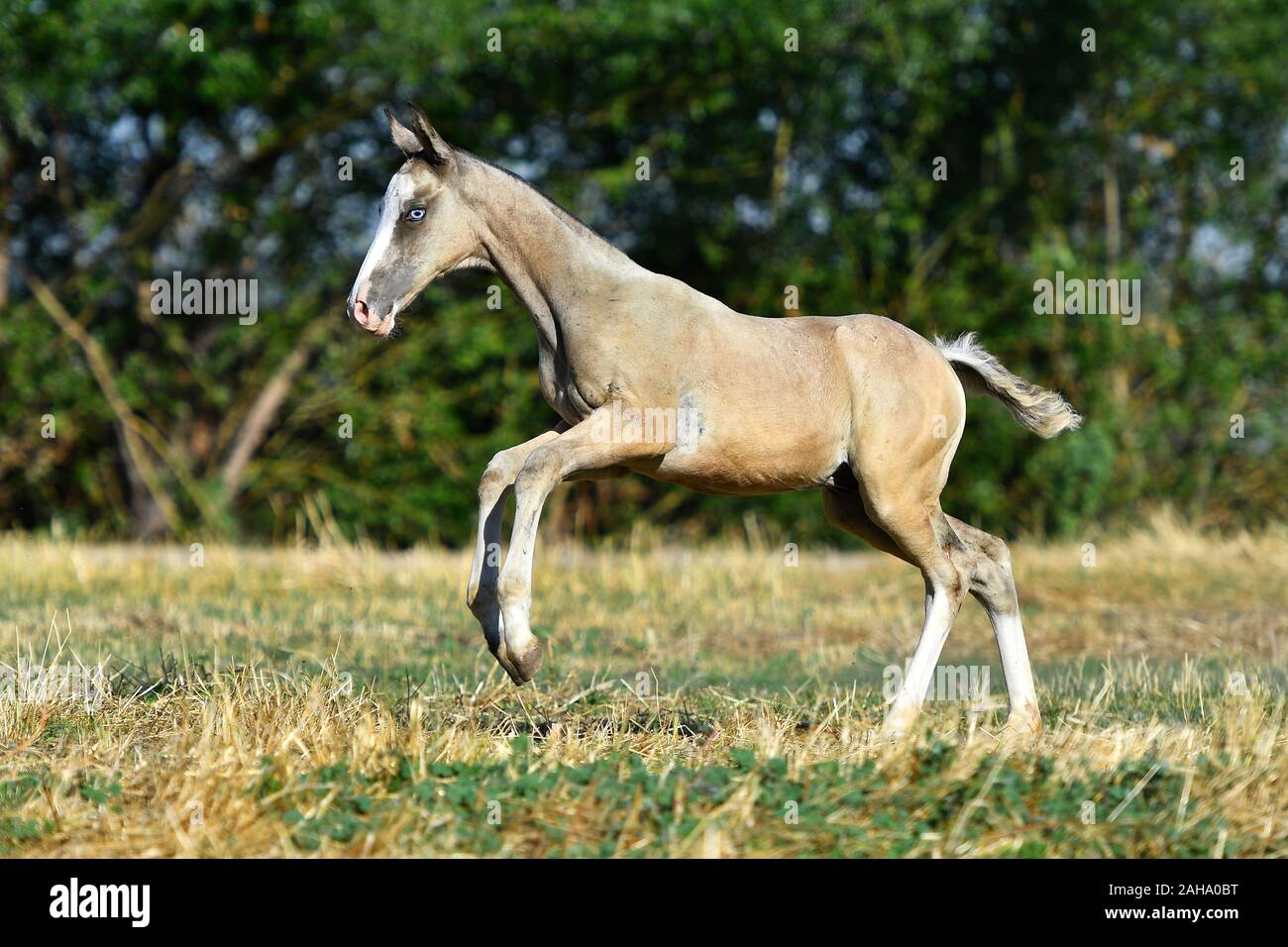 Palomino Akhal Teke puledro saltando avanti nel campo estivo. Felice e libera. Foto Stock