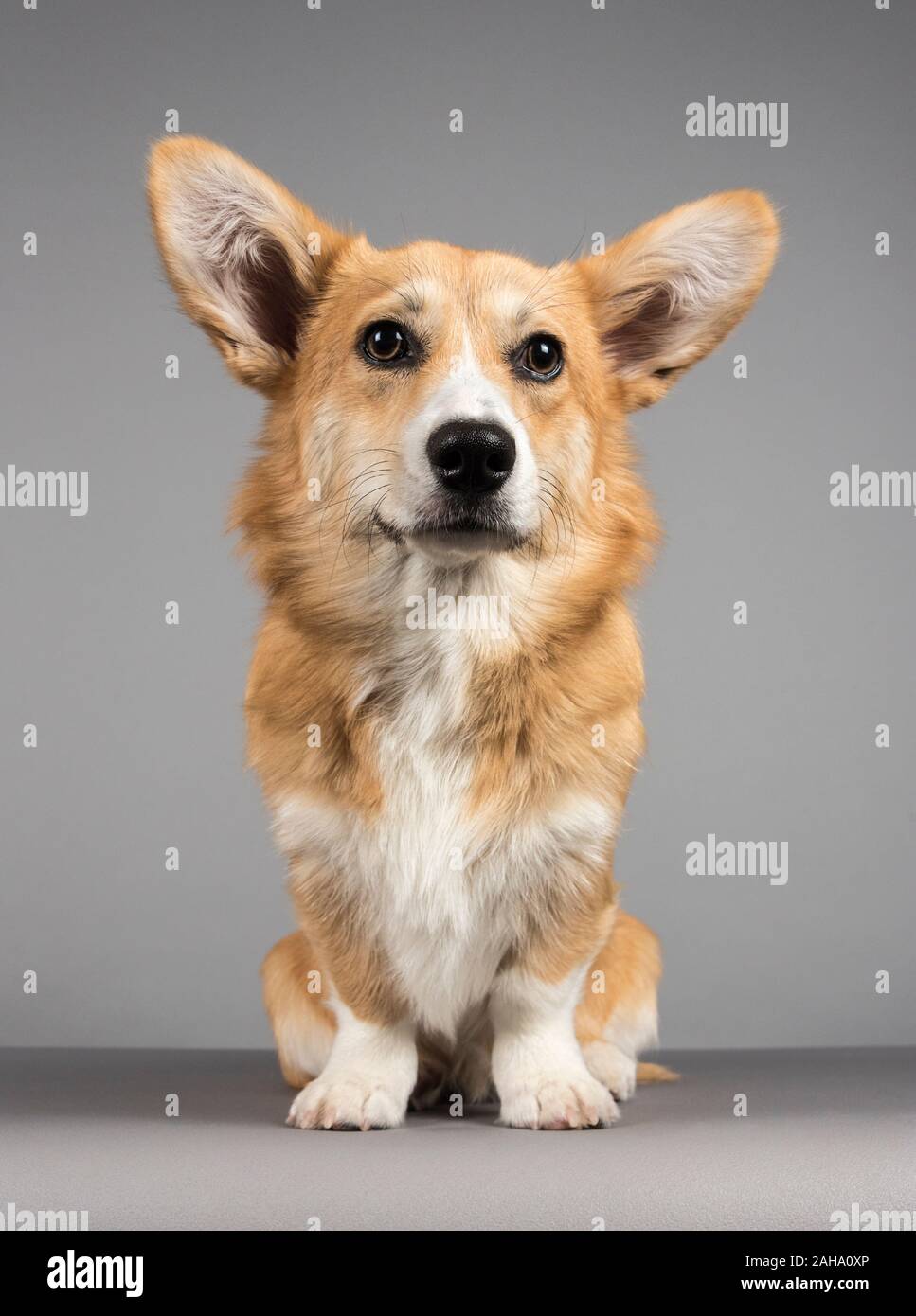 Cucciolo di Pembroke Welsh Corgi di 7 mesi, femmina, Regno Unito. Foto Stock