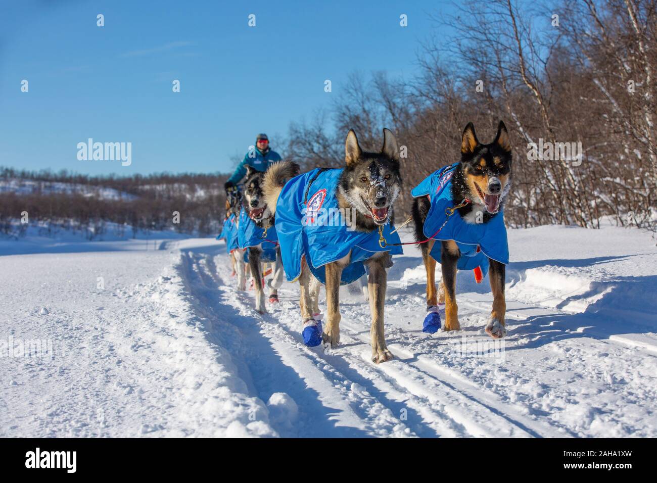 Finnmark, Norvegia - 11 Marzo 2019: Finnmarkslopet slitta trainata da cani multi-giorni di gara. Un cane team conduce a un partecipante. Cane di dipendenza di equitazione. Foto Stock