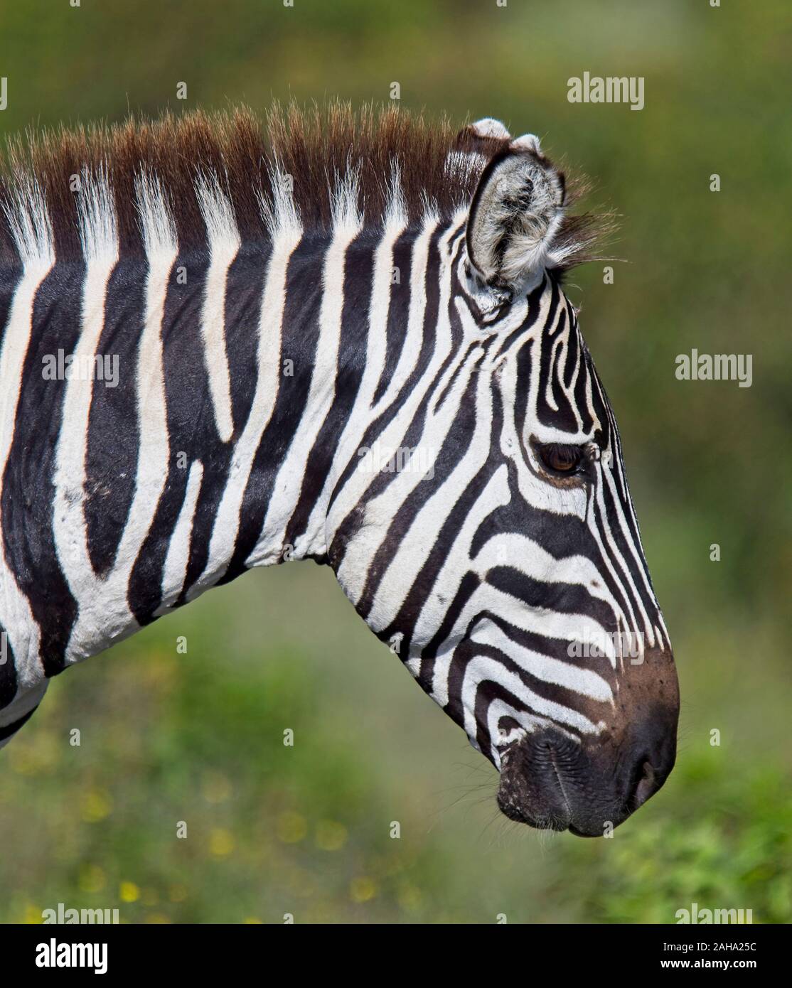 Le pianure Zebra (Equus quagga), il profilo di testa, il lago Naivasha area, Kenya. Foto Stock