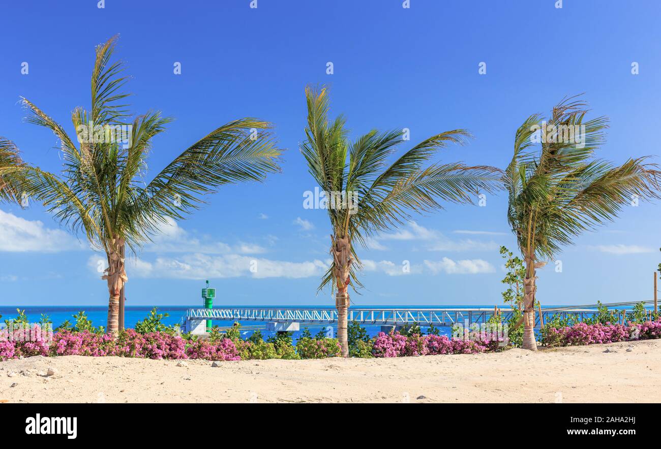 Le palme sulle Bahamas Foto Stock