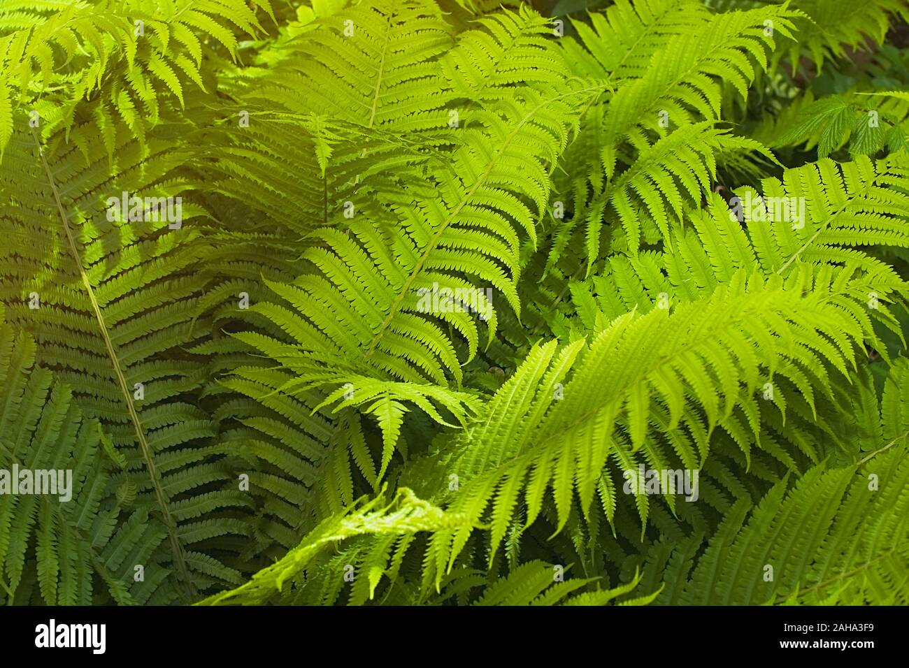 Estate Verde Felce nel folto della giungla sullo sfondo della foresta Foto Stock