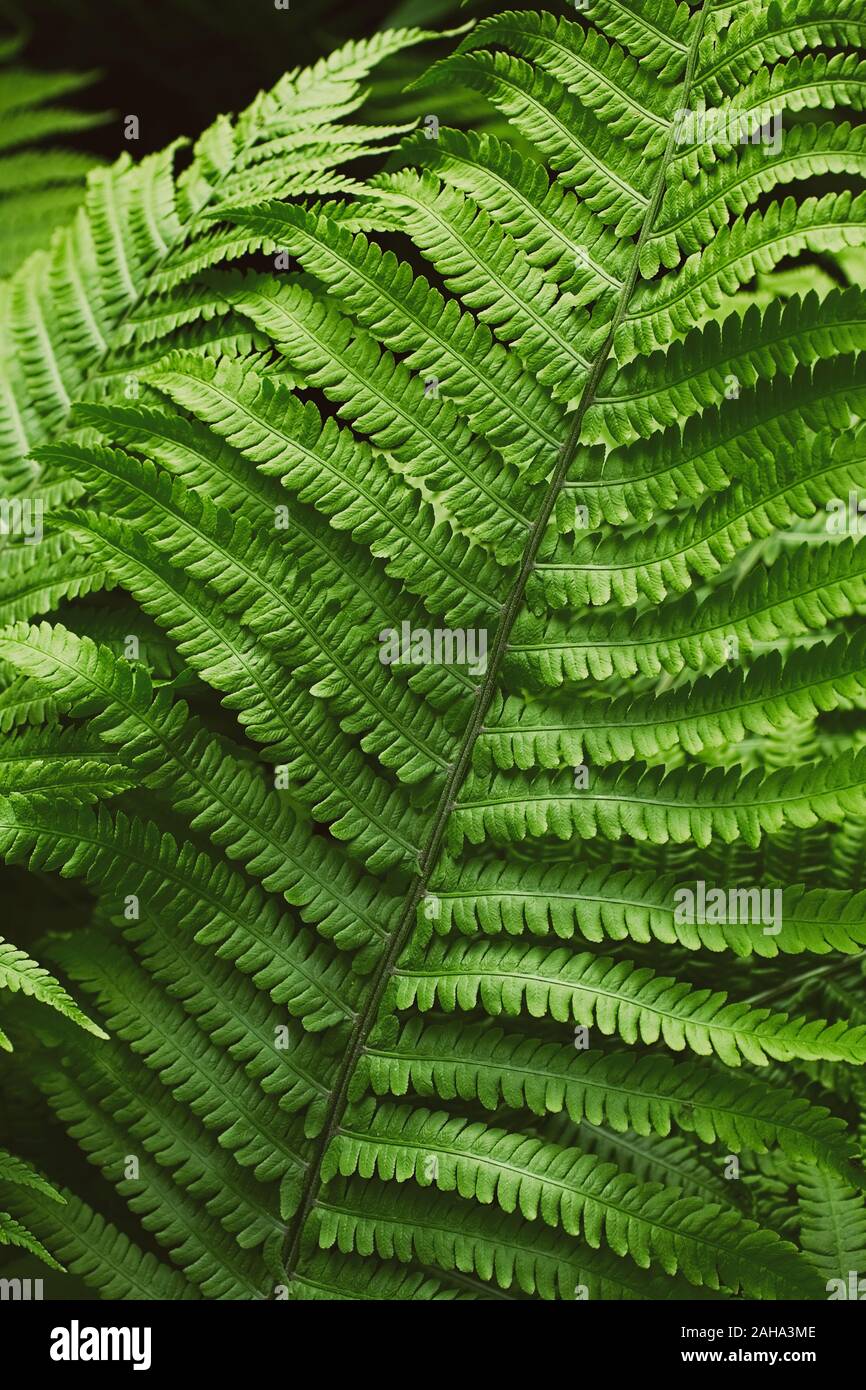 Estate Verde Felce nel folto della giungla sullo sfondo della foresta Foto Stock