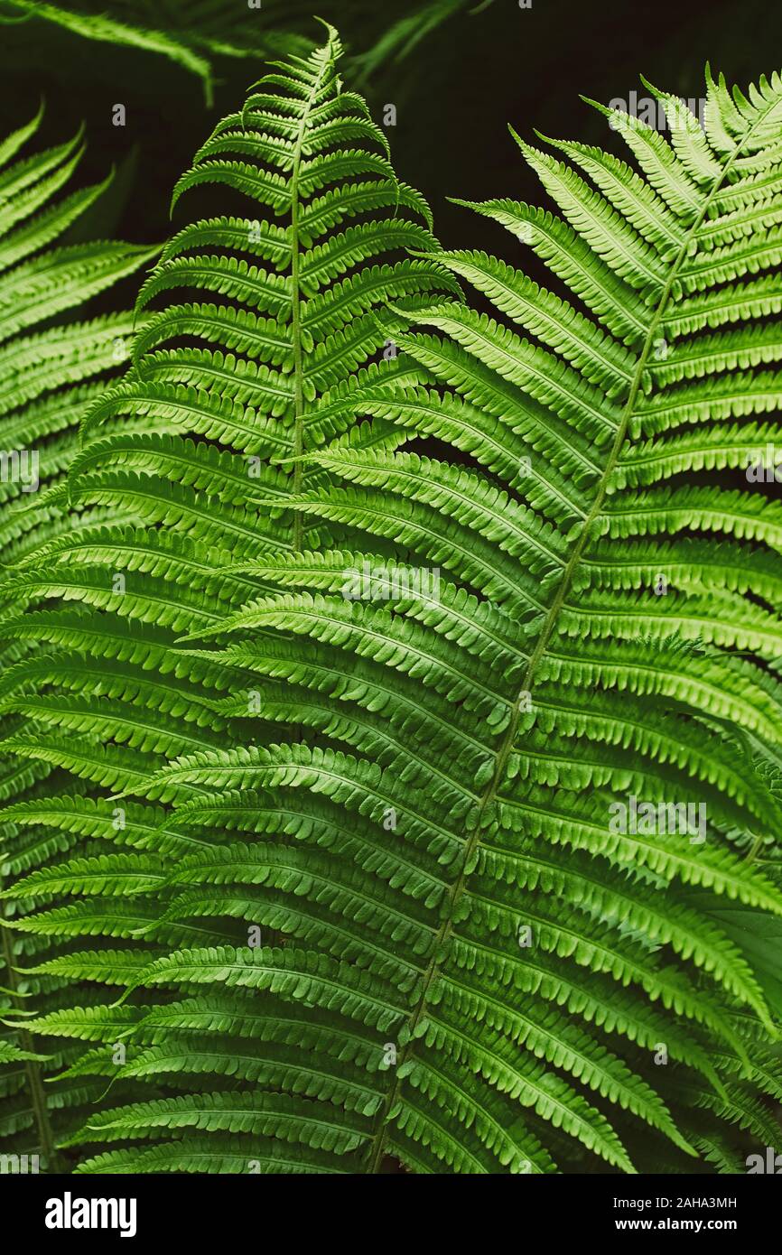 Estate Verde Felce nel folto della giungla sullo sfondo della foresta Foto Stock