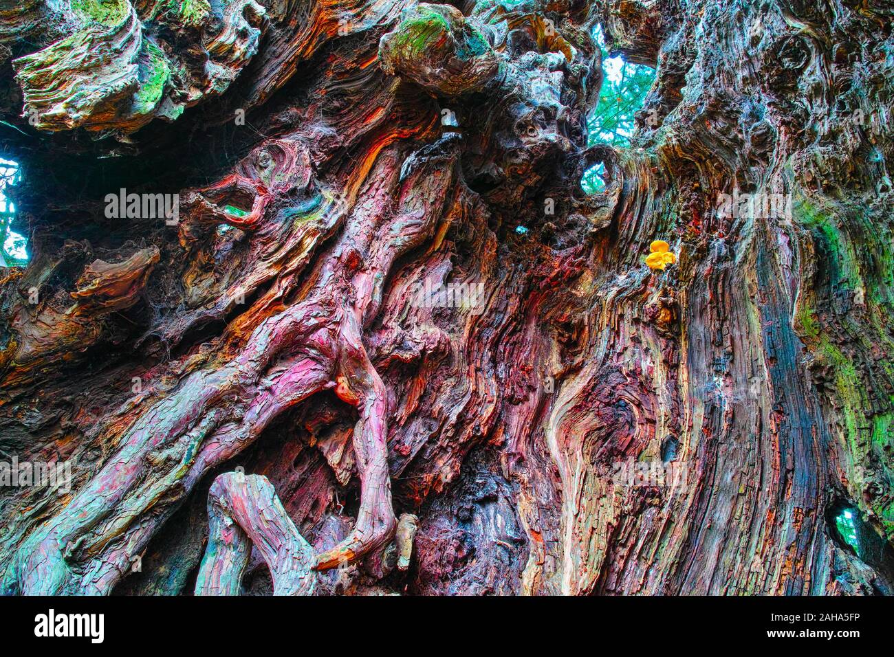 Cavo nel tronco di notevole Yew Tree in molti colori del legno in Yvignac, Bretagna Francia Foto Stock