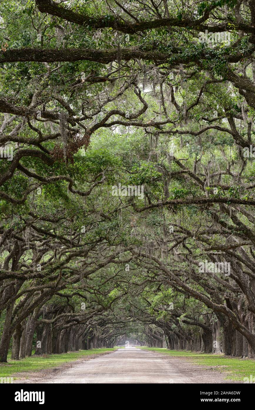 Doppia linea di Live Oaks,Quercus virginiana,muschio Spagnolo,Tilandsia useneoides,moss-hung oaks,oak strada alberata,historic Wormsloe Plantation,savannah Foto Stock