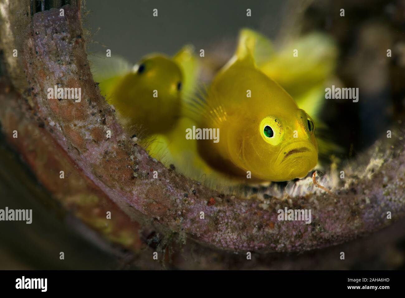 Limone ghiozzi (Lubricogobius exiguus). Subacqueo fotografia macro da Anilao, Filippine Foto Stock