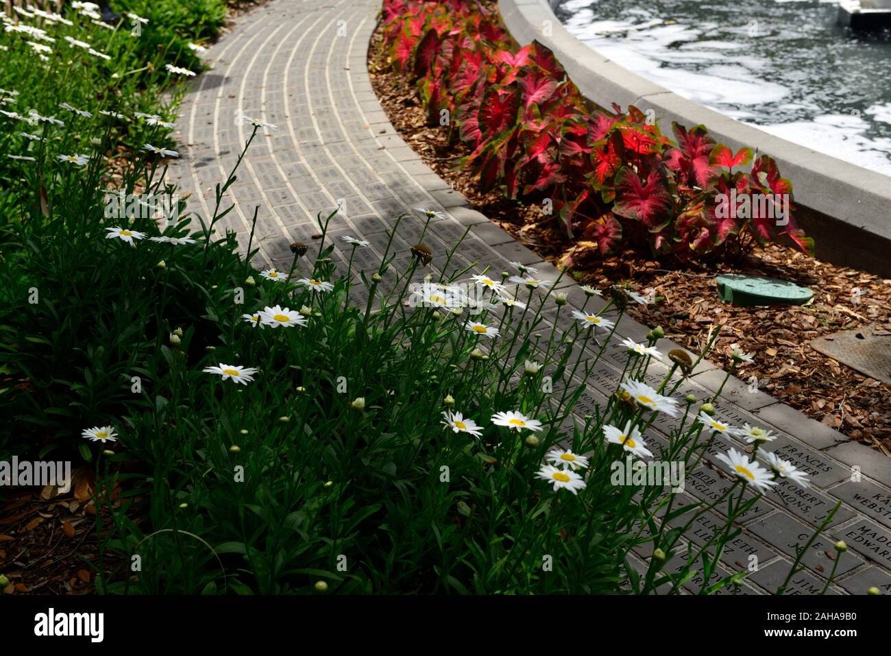 Daisy bianca fiori,caladium, foglie,fogliame,Forsyth park foutain,la bordatura,marciapiede flower display,giardino urbano,giardinaggio,percorso,sentiero,urban greening,fl Foto Stock