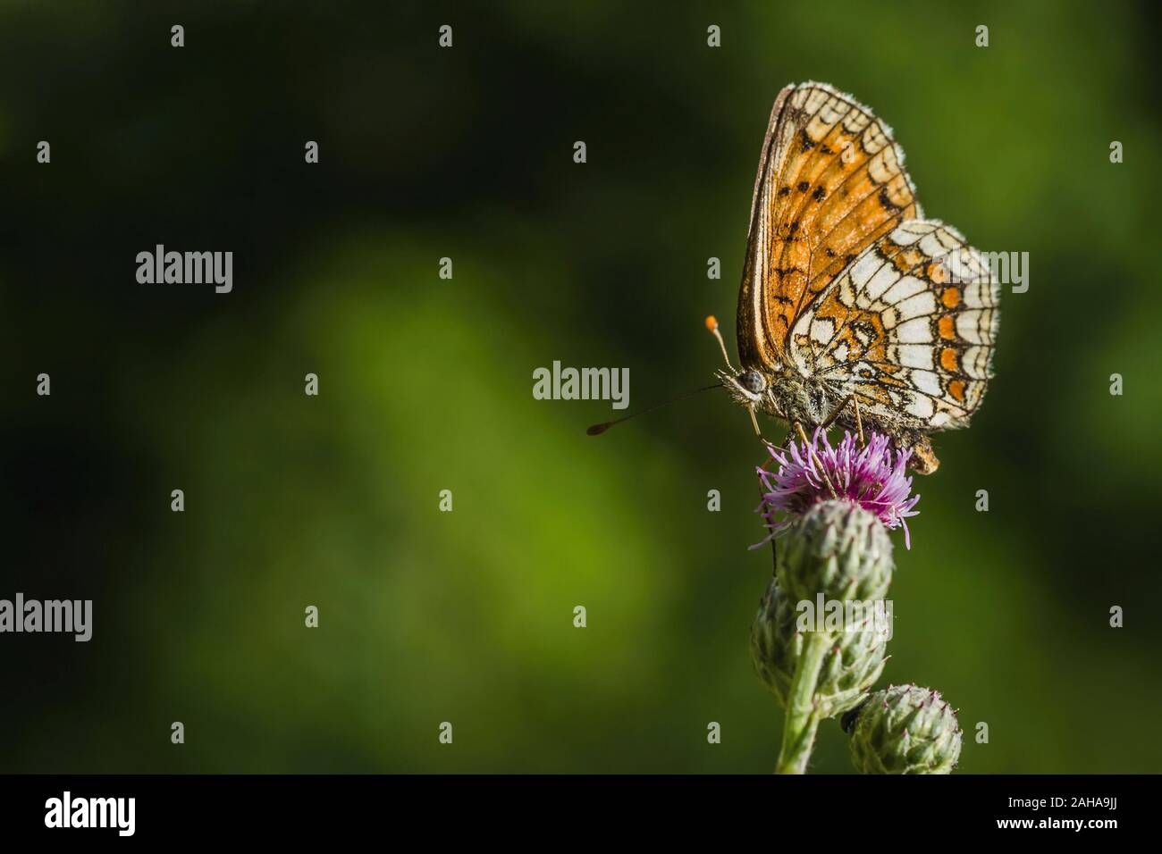 La heath fritillary, marrone, giallo e arancione farfalla posata su viola fiore di cardo in un prato su una soleggiata giornata estiva. Sfocato sfondo verde Foto Stock