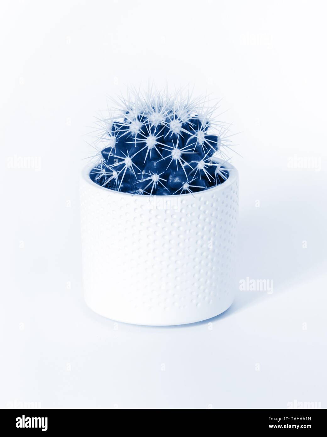 Golden barrel cactus in bianco pot tonica nella trendy classico colore blu del 2020 isolati su sfondo bianco. Concetto minimalista. Un stile di vita Foto Stock