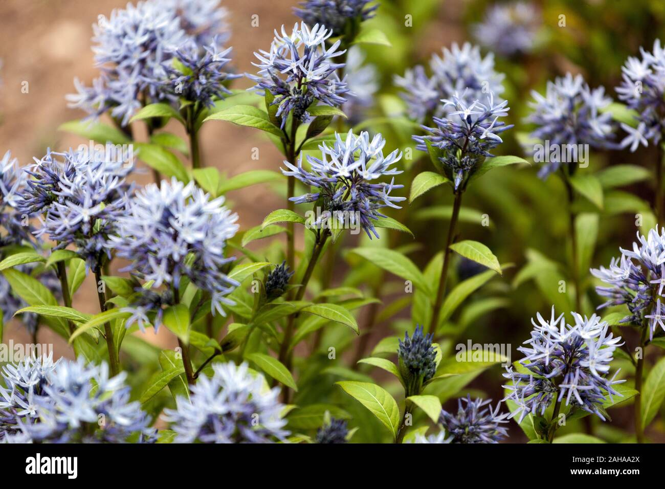 Dwarf Blue Star Amsonia tabernaemontana 'Short Stack' fiori Foto Stock