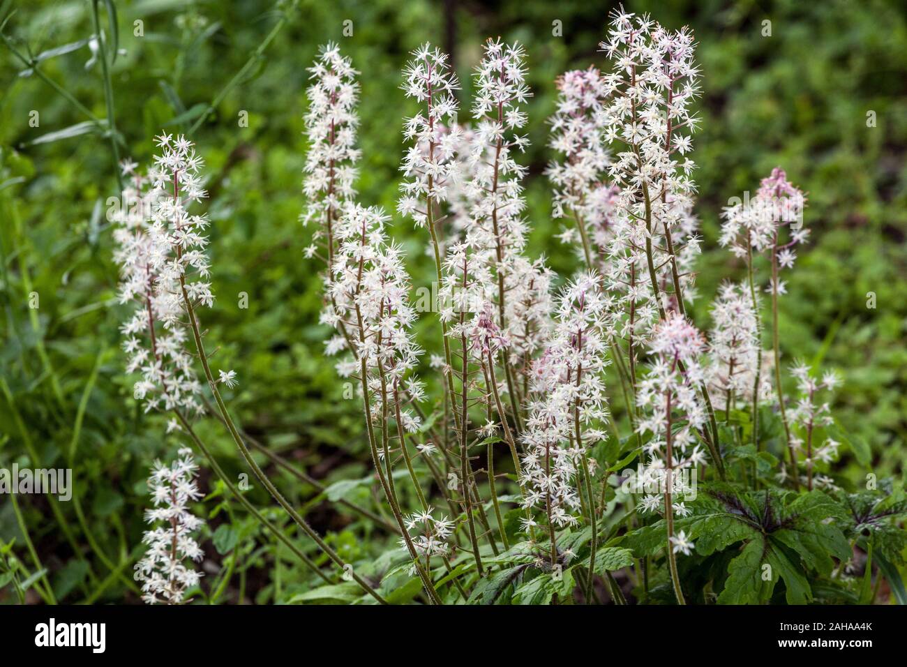 Fiore di schiuma Tiarella 'Iron Butterfly' Foto Stock