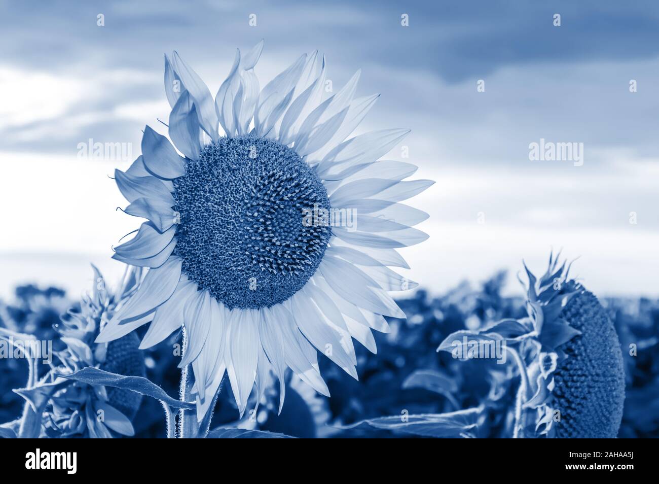 Campo di girasole. Close-up di fioritura dai toni di girasole nel quartiere alla moda di blu classico - colore dell'anno 2020. In estate il paesaggio rurale Foto Stock