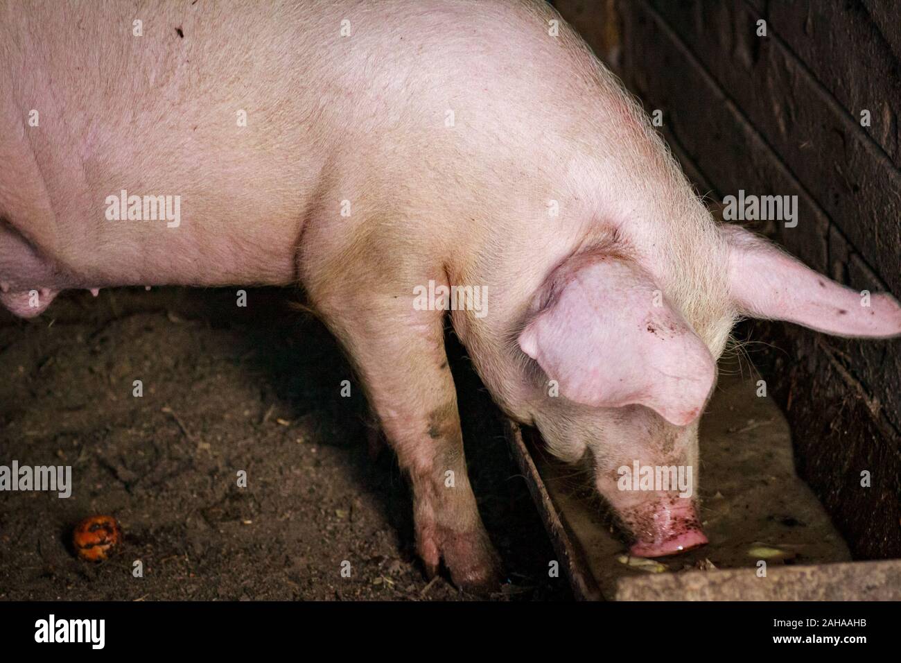 Un maialino con un naso rosa, un maialetto fa capolino di una casa su un allevamento di suini in attesa di cibo per la vacanza Foto Stock