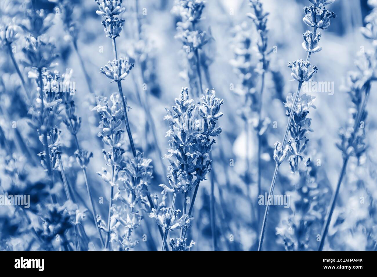 Fragranti fiori di lavanda tonico nel quartiere alla moda di blu classico - colore dell'anno 2020. Campo di lavanda con fiori aromatici in fiore. Natura backgrou floreali Foto Stock