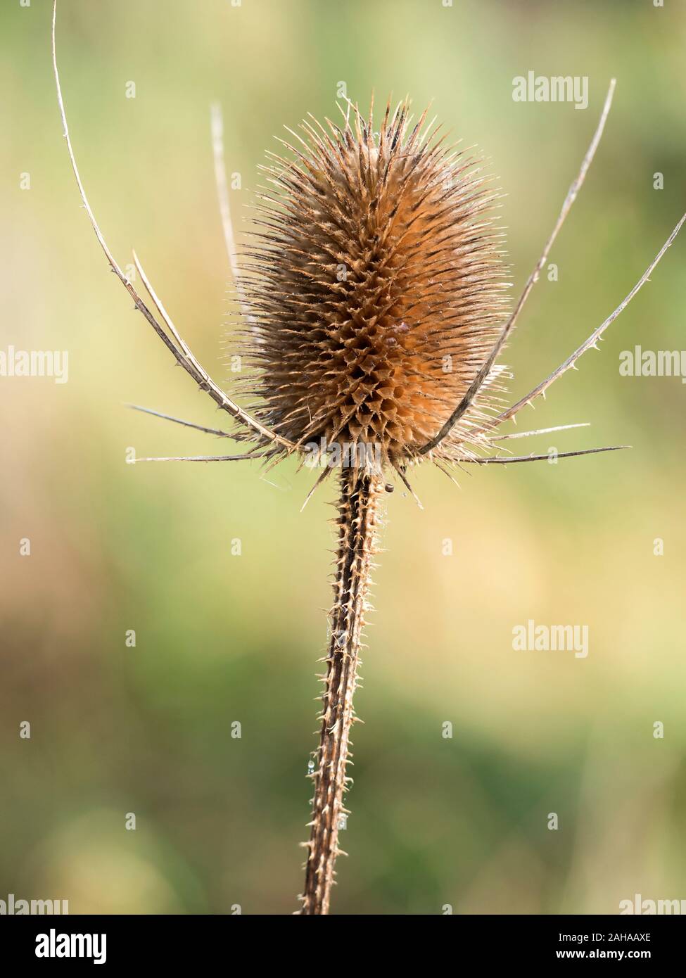 Morto testa di fiori della pianta Teasel (Dipsacus fullonum) in inverno. Tipperary, Irlanda Foto Stock