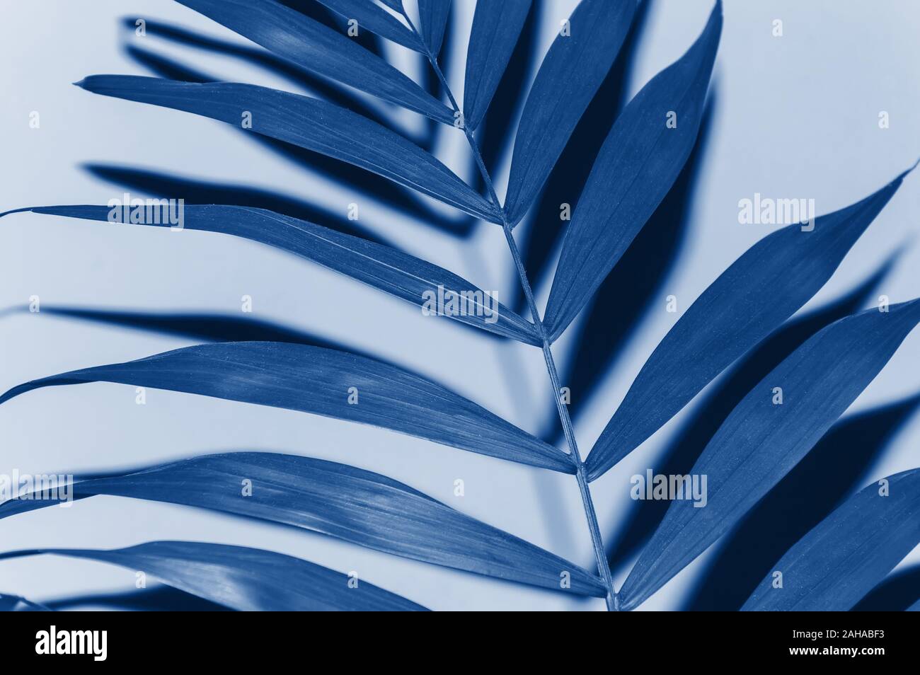 Di foglie di palma da vicino con forti tonalità ombra nel quartiere alla moda di blu classico - colore dell'anno 2020. In scena con una singola foglia. Tropical Concetto e design ele Foto Stock