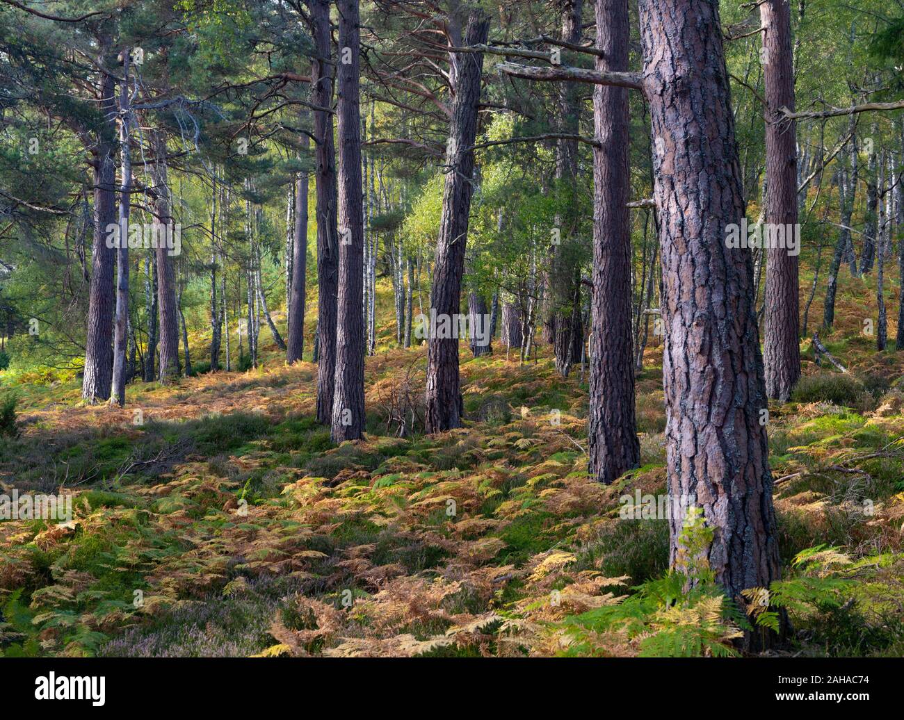 Foresta circostante Loch un Eilein, Cairngorms, Scozia Foto Stock