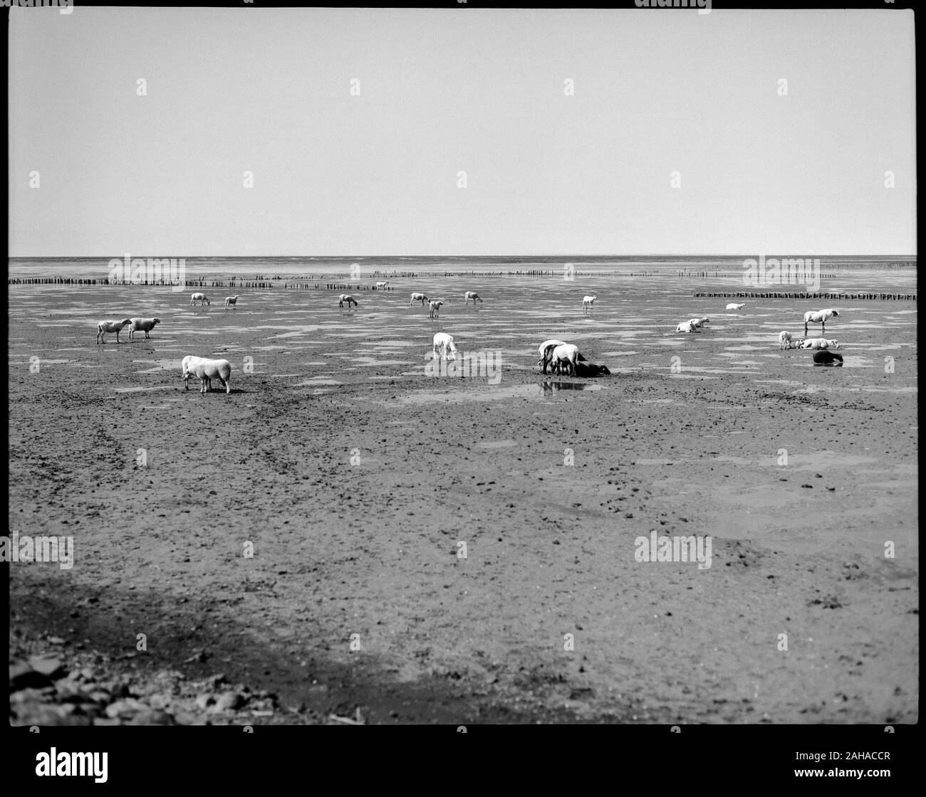 23.05.2019, San Pietro Ording, Schleswig-Holstein, Germania - gregge di pecore a bassa marea nelle velme vicino alla Basilica di San Pietro Ording. 00P180715D412CAROEX.jpg Foto Stock