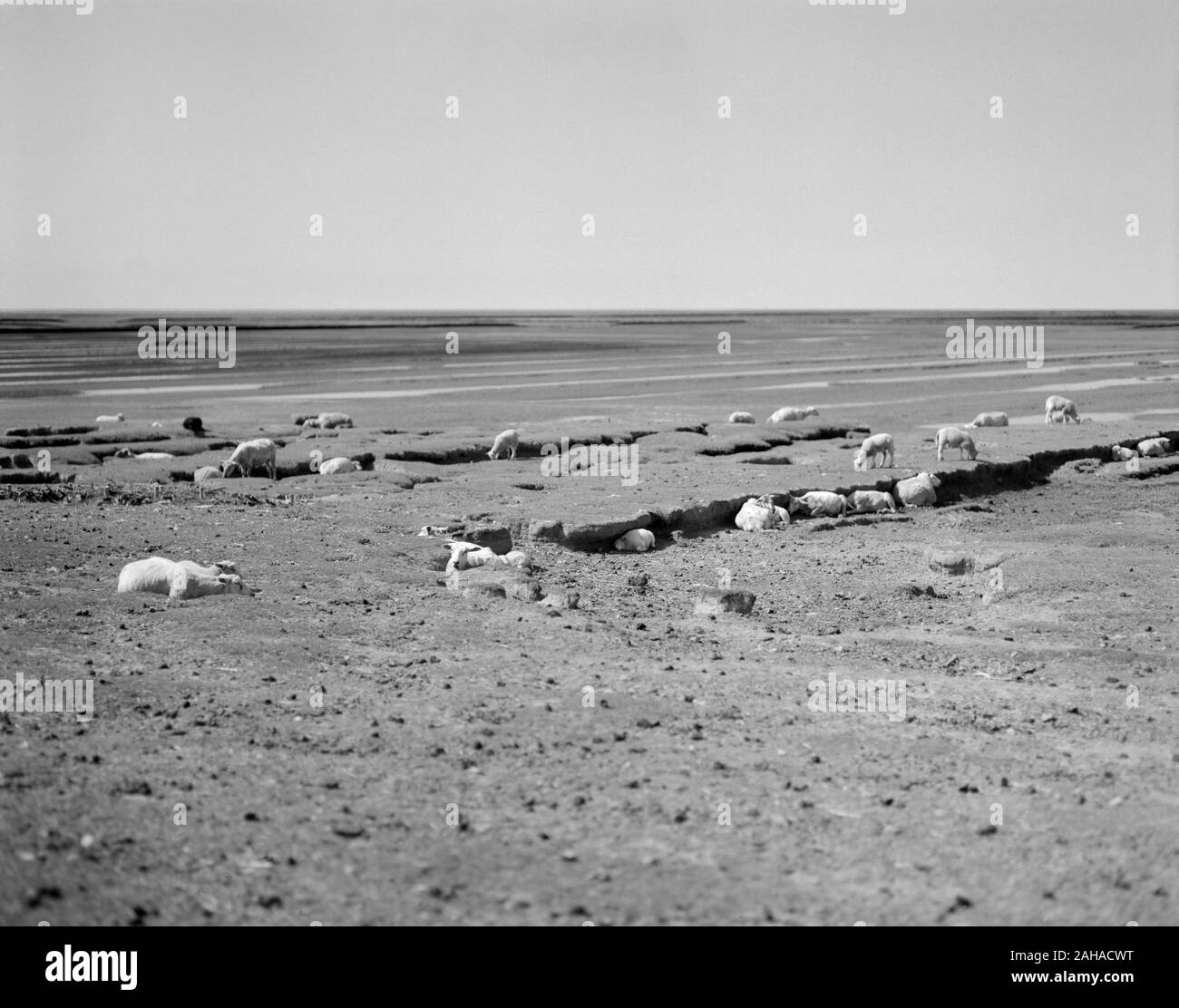 22.08.2018, San Pietro Ording, Schleswig-Holstein, Germania - gregge di pecore sulla costa vicino alla Basilica di San Pietro Ording. 00P180822D527CAROEX.JPG [modello di rilascio: Foto Stock